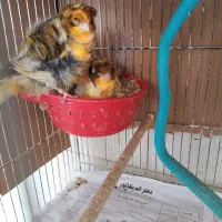 قناری مولدکارداده بشرط