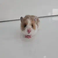 همستر|موش و خرگوش|بهبهان, |دیوار