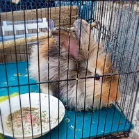 خرگوش نژاد دار|موش و خرگوش|برازجان, |دیوار