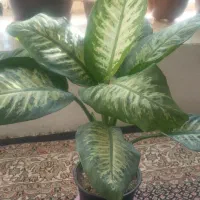 گل دیفن|گل و گیاه طبیعی|عنبران, |دیوار