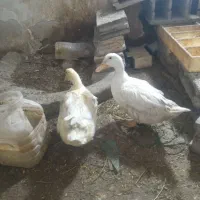 اردک دوعدد|حیوانات مزرعه|قرچک, مهدیه|دیوار