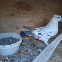 کفتر پرشی|پرنده|قم, یزدان‌شهر|دیوار