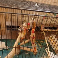 حراج 4 تا فنچ دونه ای  235