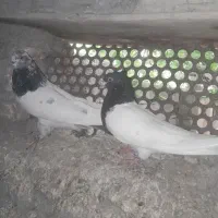 کبوتر|پرنده|بافت, |دیوار