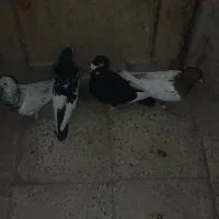 کبوتر یا کفتر