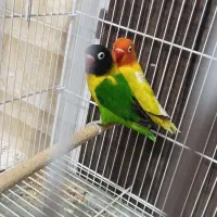 کوتوله برزیلی|پرنده|شیراز, میانرود|دیوار