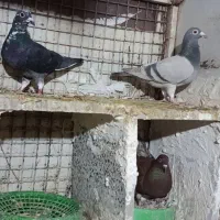 چندتا کبوتر پرشتی