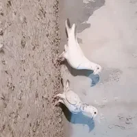 کفتر گلی پلاکی