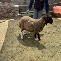 فروش قوچ همو