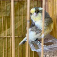 قناری گلستر ماده