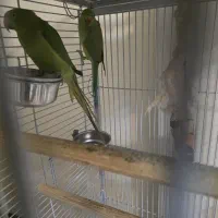 جفت ملنگو ۱۰ ماهه به همراه قفس کاسکو