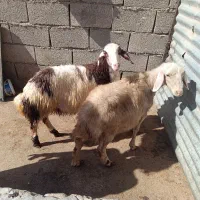 بره و میش|حیوانات مزرعه|سیلاخور, |دیوار