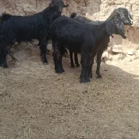 بزونربز شیرازی
