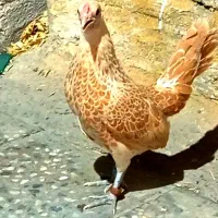 تخم مرغ نطفه دار