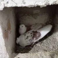 تهرانی|پرنده|تبریز, |دیوار