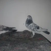 کفتر|پرنده|قرچک, ولی آباد|دیوار