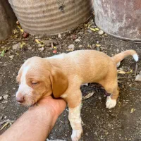 واگذاری توله شکاری|سگ|صادق آباد, |دیوار