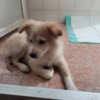 اشپیتز 3تا4ماهه نروماده|سگ|بهبهان, |دیوار