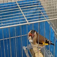 ماده سهره2ساله پلاک پا سو قدیم اماده