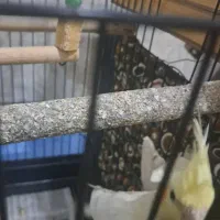 جفت عروس هلندی با جوجه|پرنده|فردیس, فردیس|دیوار