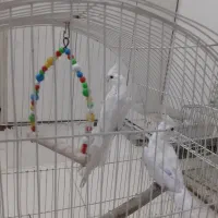 یک جفت البینو نروماده مولد اماده اماده سفید برفی|پرنده|تبریز, |دیوار