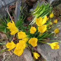 راننده پایه یک زنده کش یخچالی کمپرسی فرقی نمیکنه