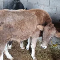 گوساله|حیوانات مزرعه|قره ضیاالدین, |دیوار