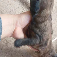 واگذاری شیتزو|سگ|ساری, |دیوار