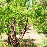 فروش فوری باغ بادام|فروش دفتر صنعتی، کشاورزی، تجاری|سامان, |دیوار