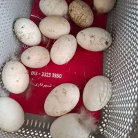 تخم قو غاز نطفه دار