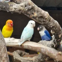 گرینچیک کوتوله برزیلی|پرنده|میناب, |دیوار