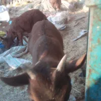 بزغاله نرمورسیاه