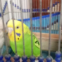 مرغ عشق خوشرنگ