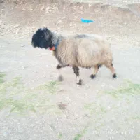 میش ترک اصل|حیوانات مزرعه|صمصامی, |دیوار