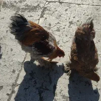 مرغ و خروس برهما|حیوانات مزرعه|شاهینشهر, شهرک گلدیس|دیوار