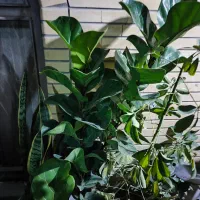 فروش ویژه یلدا|گل و گیاه طبیعی|اصفهان, شاه پسند|دیوار