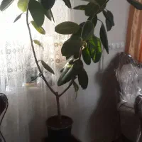 گل فیکوس|گل و گیاه طبیعی|ارومیه, |دیوار