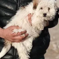 پاکوتاه فروشی ماده