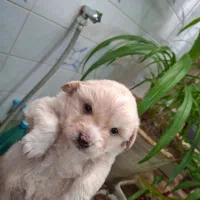 عروس هلندی وسگ پاکوتاه|پرنده|آباده, |دیوار