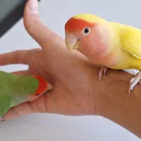 جفت طوطی برزیلی دستی مولد