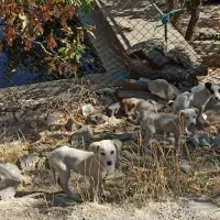 سگ گله سرابی دورگه