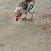 خروس|حیوانات مزرعه|شوشتر, |دیوار