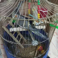 عروس هلندی کاملا دستی ۳تا ماده با قفس لوازم