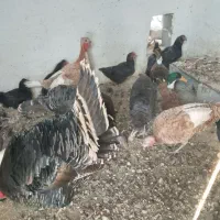 مرغ کردی|حیوانات مزرعه|بیلوار, |دیوار