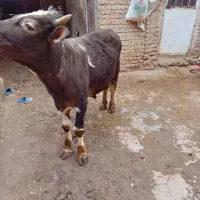 دو عدد گاو نز سیمینتال|حیوانات مزرعه|مهربان, |دیوار