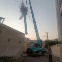 قطع نخل رایگان