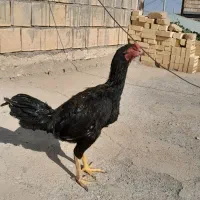 یک عدد جوجه شش ماهه خروس