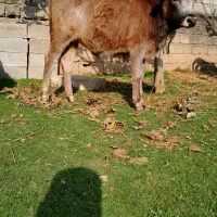 گاو یا ورزا کوله جرسی|حیوانات مزرعه|رشت, عینک|دیوار