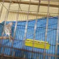 قناری|پرنده|ابهر, |دیوار