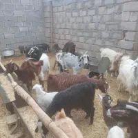 ۲۰ عدد بز ابستن و کهره دار